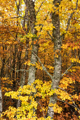 Colorful beech, oak and pine forest in autumn in MAmpodre, North of Spain