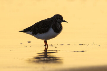 Turnstone on a wet beach at daybreak