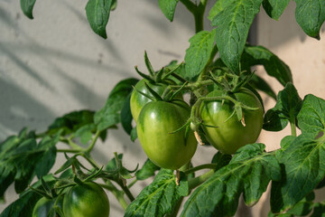 Green tomatoes on a branch grown on a balcony in an apartment close-up