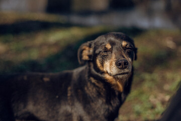 black dog portrait