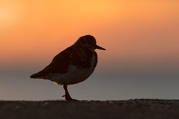 Turnstone at daybreak