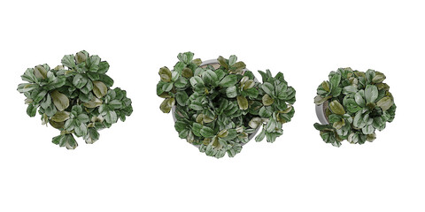 Top view of ornamental pot plant  of Ficus Lyrata on isolated transparent background