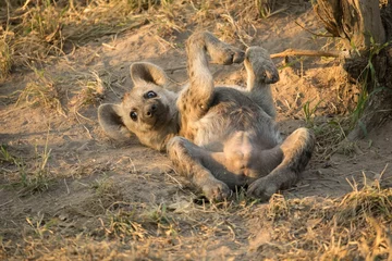 Poster Cute spotted hyena cub lounging in a grassy savanna landscape. © Rickey Fowler/Wirestock Creators