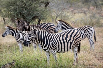 Fototapeta na wymiar Group of African zebras standing in a grassy savannah landscape.