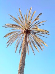 palm tree on blue sky background