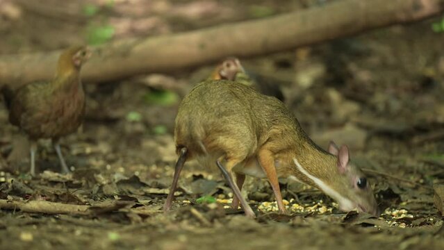 Mouse-deer, Chevrotain  feeds on the ground.