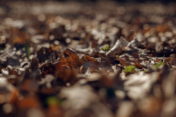 autumn leaves on the ground