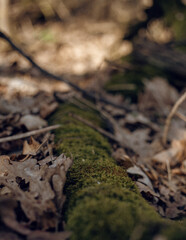 moss on the ground