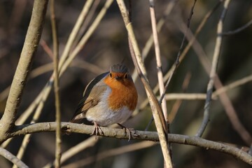 Rotkehlchen auf Ast in der Sonne