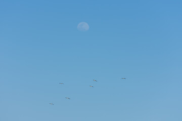 flying seagulls at the blue sky with the moon at the beach on vacation
