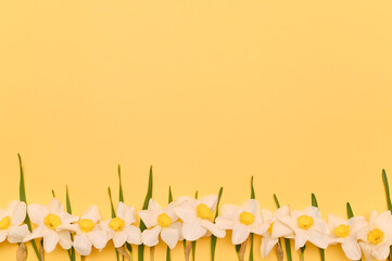 Daffodil Flowers, yellow background. mock up