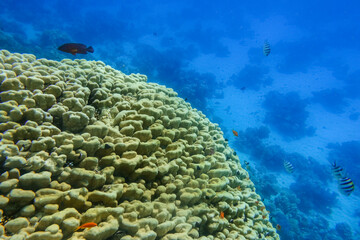 Fototapeta na wymiar huge corals and deep blue sea during diving on vacation in egypt