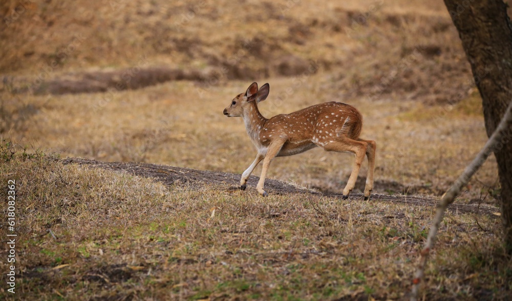 Sticker majestic deer is striding across a lush grassy field