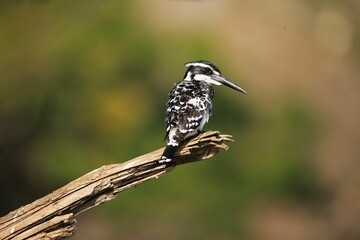 Graceful kingfisher perched atop a tree branch surrounded by lush green foliage