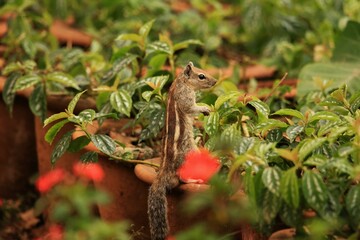 Squirrel perched on a branch with a lush flowering bush in the background