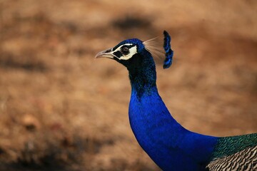 Tranquil scene of a peacock blue bird standing in a field of crisp autumn leaves