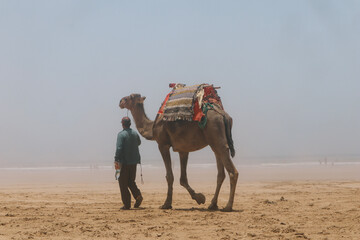 camels in the beach
