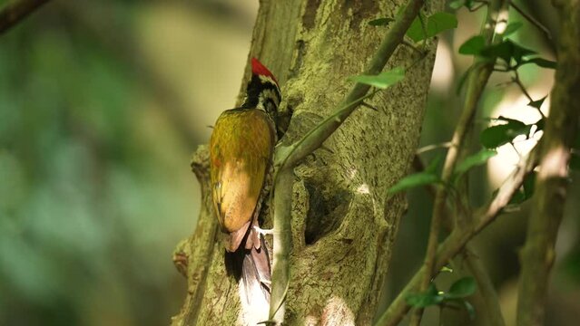 Common flameback, Common goldenback birds foraging on tree stumps.