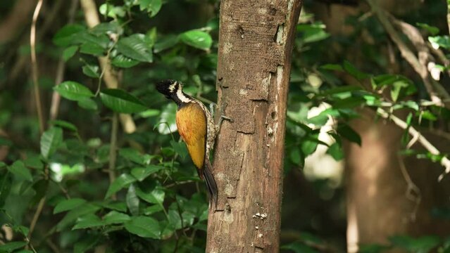 Common flameback, Common goldenback birds foraging on tree stumps.