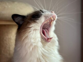 Yawn sleepy fur ragdoll cat 