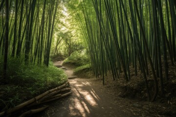 Footpath in bamboo green forest.