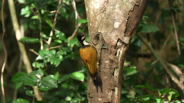 Common flameback, Common goldenback birds foraging on tree stumps.