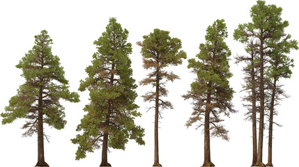 fir tree forest conifers, coastal pine, pine, hq arch viz cutout, 3d render plants
