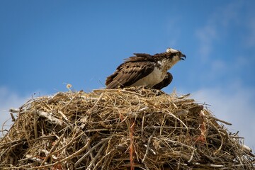 Nesting osprey in rural Wyoming