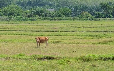red-brown native cows in the fields. rural fields after harvest used as a herd of cattle