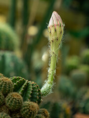 close-up pink cactus flowers, side view. young flowers of cactus, cactus echinopsis hybrid angel.