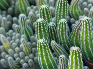 close-up of cactus. cactus with spiky thorns, vibrant colors, yellows, oranges, browns, greens, close up shot to show the details, blur background.