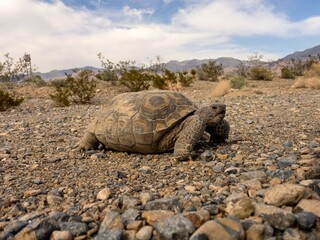 Close-up of a desert turtle walking in the sun-scorched terrain of the Mojave Desert