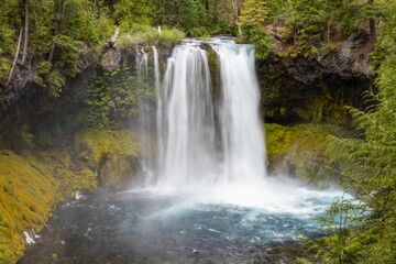 Fototapeta premium Majestic Koosah Falls flowing into a lush, vibrant forest in central Oregon