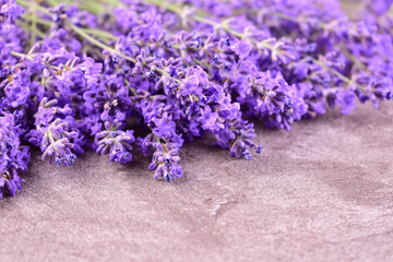 Fresh lavender flowers and gray table. Close-up.
