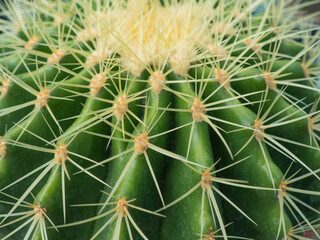 close-up of cactus. cactus with spiky thorns, vibrant colors, yellows, oranges, browns, greens, close up shot to show the details, blur background.