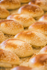 close-up of seeded buns on an industrial tray fresh from the oven in an Italian bakery.