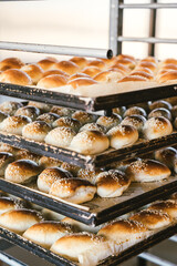 seeded buns on an industrial tray fresh from the oven in an Italian bakery.
