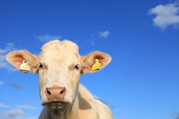 Cattle; closeup of Charolais breed bullock against backdrop of blue sky