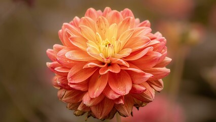 Close-up of vibrant Dahlia pinnata flower on a blurred background
