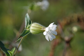 Broad-leaved Campion