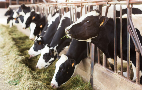 adult cows eating hay with grass on dairy farm