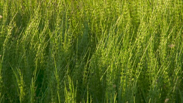 Swarm of Marsh Insects. A large number of flying marsh insects against the background of a green wall of horsetail
