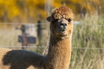 Brown alpaca standing next to a wire fence