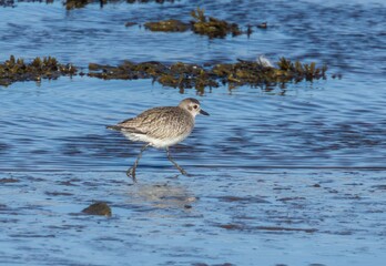 Grey plover wading in the water