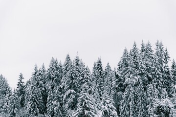 Winter landscape with an evergreen forest covered in pristine snow, Canada