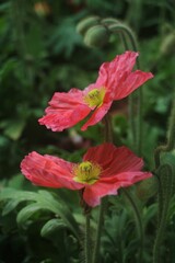 Closeup of a pink poppy growing in the garden