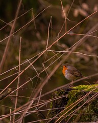 Small robin bird perched on the mossy stump behind the branches of a tree