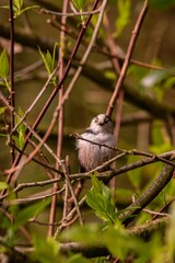 there is a small bird that is sitting on the branch