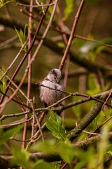Closeup of a long-tailed tit perched on a tree branch in the forest