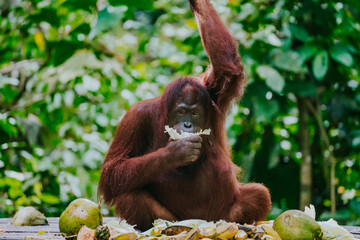 Orangutan - obrazy, fototapety, plakaty